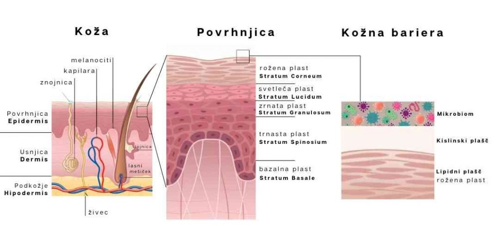 Sestava kože